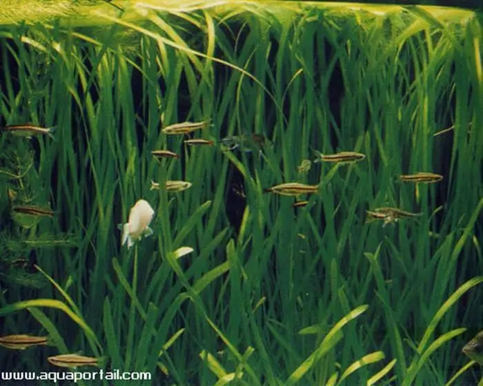 Vallisneria asiatica