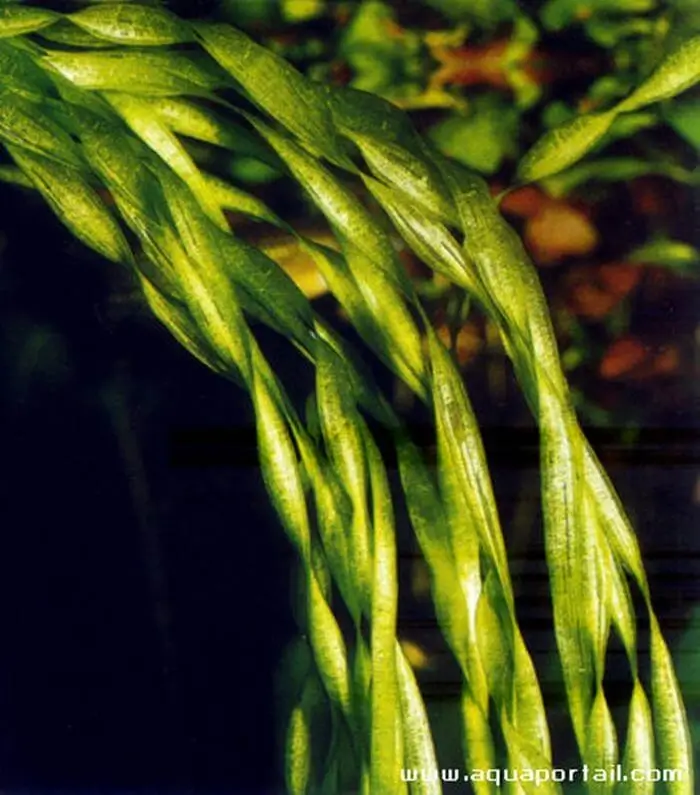 Vallisneria spiralis Vallisneria spiralis