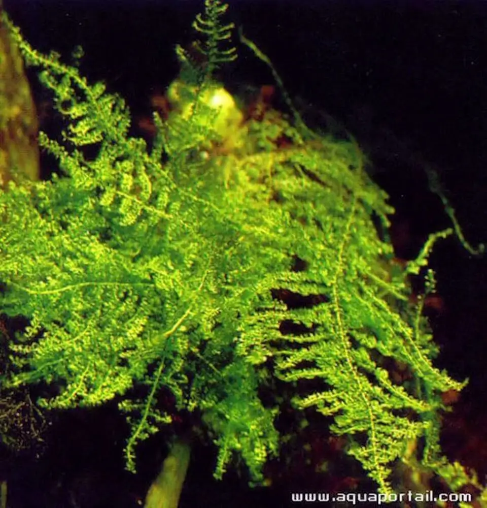 Vesicularia dubyana Vesicularia dubyana