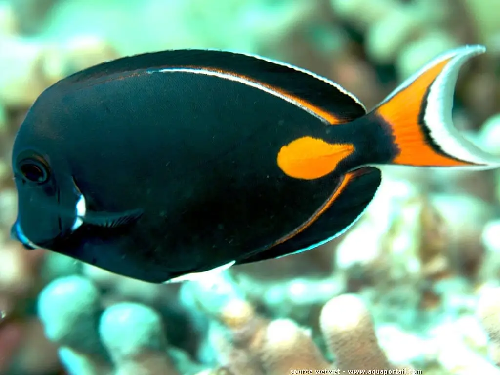 Acanthurus achilles Acanthurus achilles
