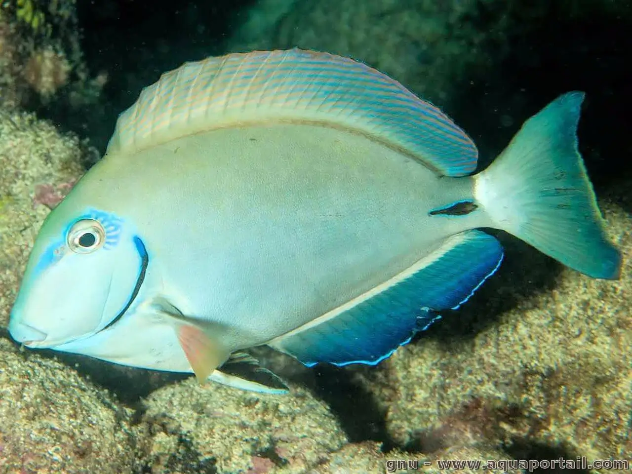 Acanthurus bahianus Acanthurus bahianus