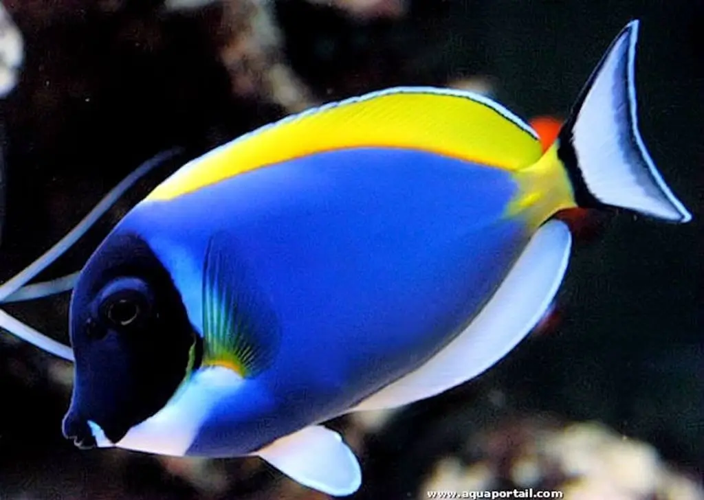 Acanthurus leucosternon Acanthurus leucosternon