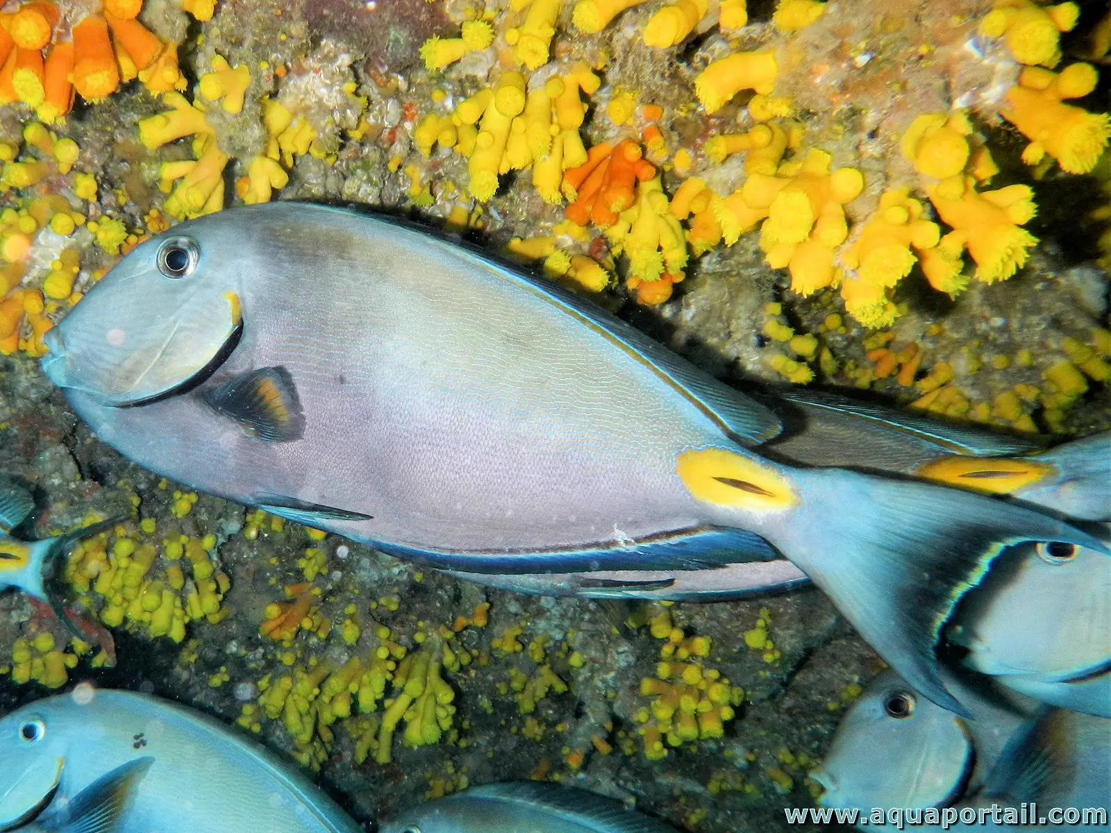 Acanthurus monroviae Acanthurus monroviae
