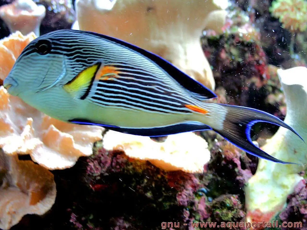 Acanthurus sohal Acanthurus sohal