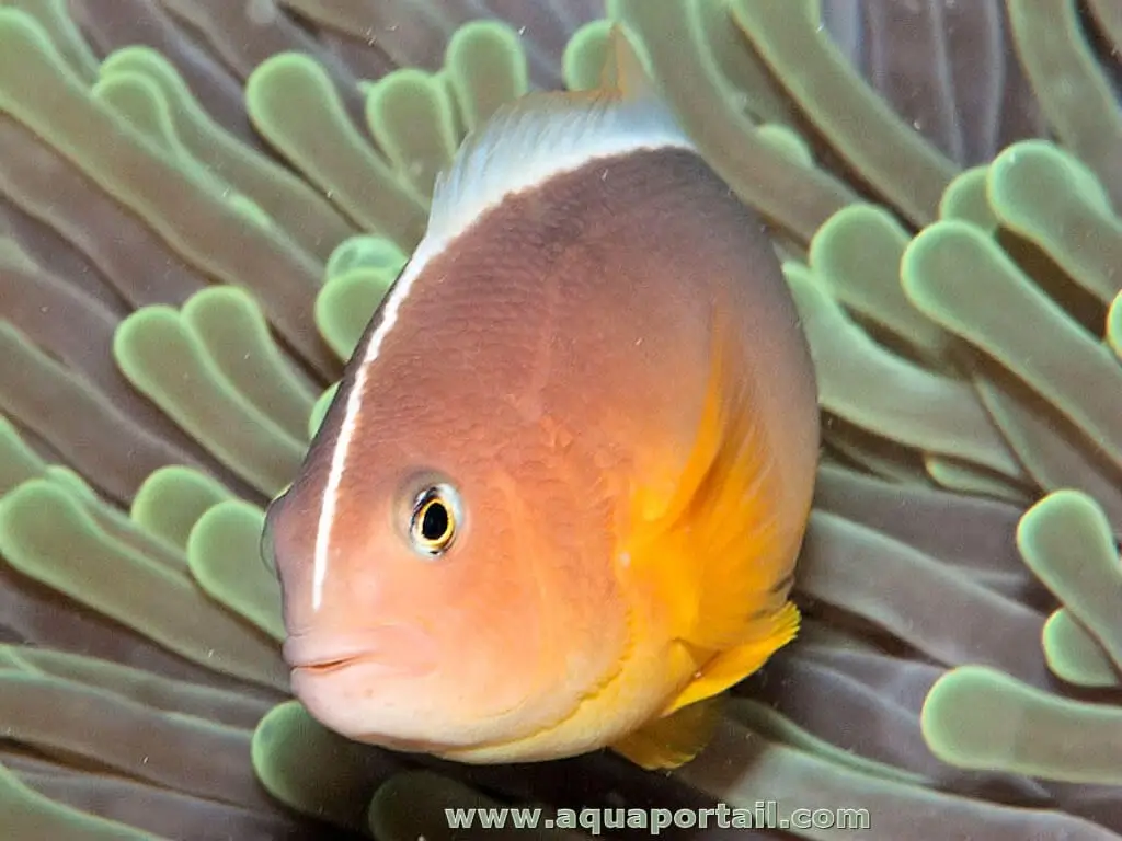 Amphiprion akallopisos Amphiprion akallopisos