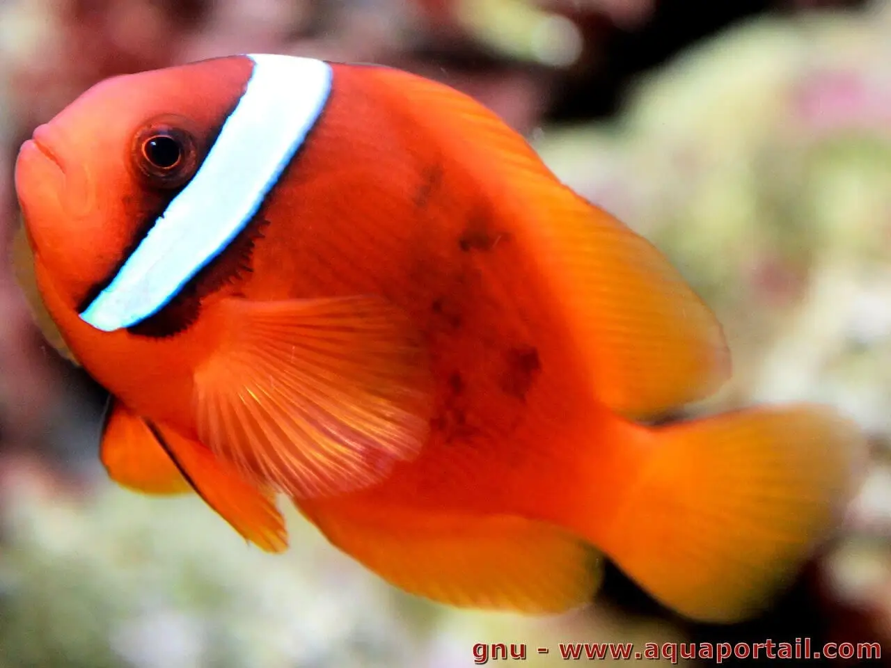 Amphiprion frenatus Amphiprion frenatus