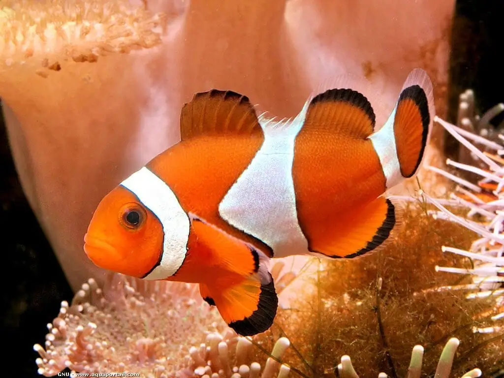 Amphiprion ocellaris Amphiprion ocellaris
