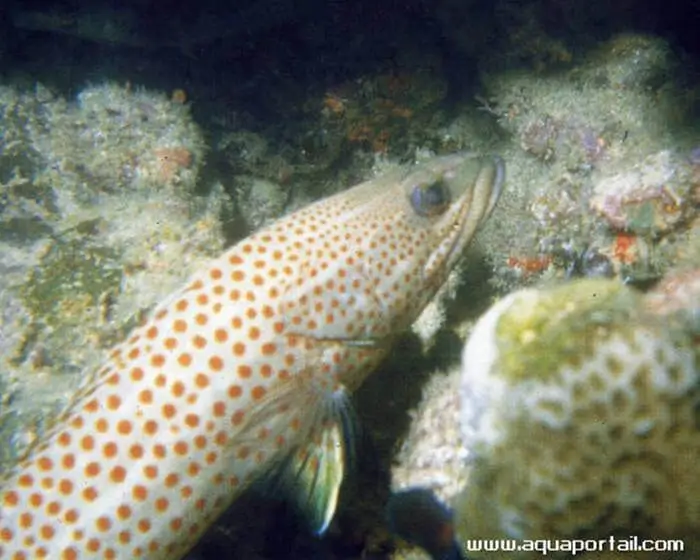Anyperodon leucogrammicus Anyperodon leucogrammicus