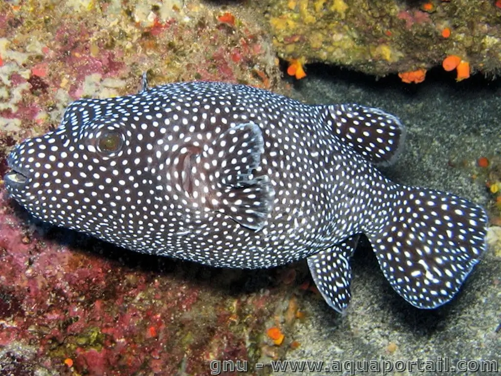 Arothron meleagris Arothron meleagris