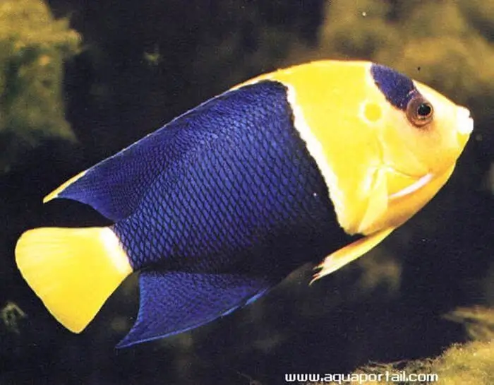 Centropyge bicolor Centropyge bicolor