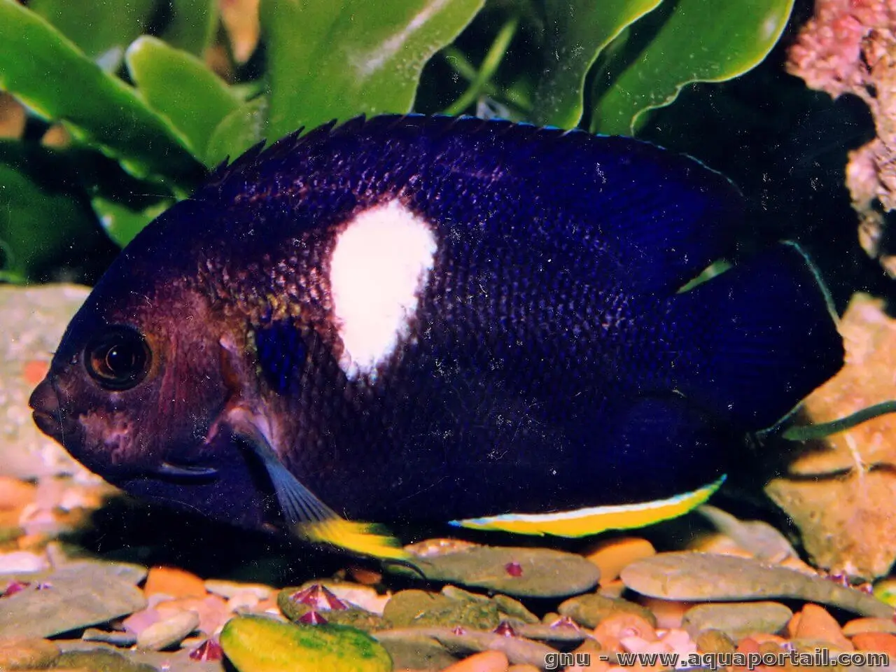 Centropyge tibicen Centropyge tibicen