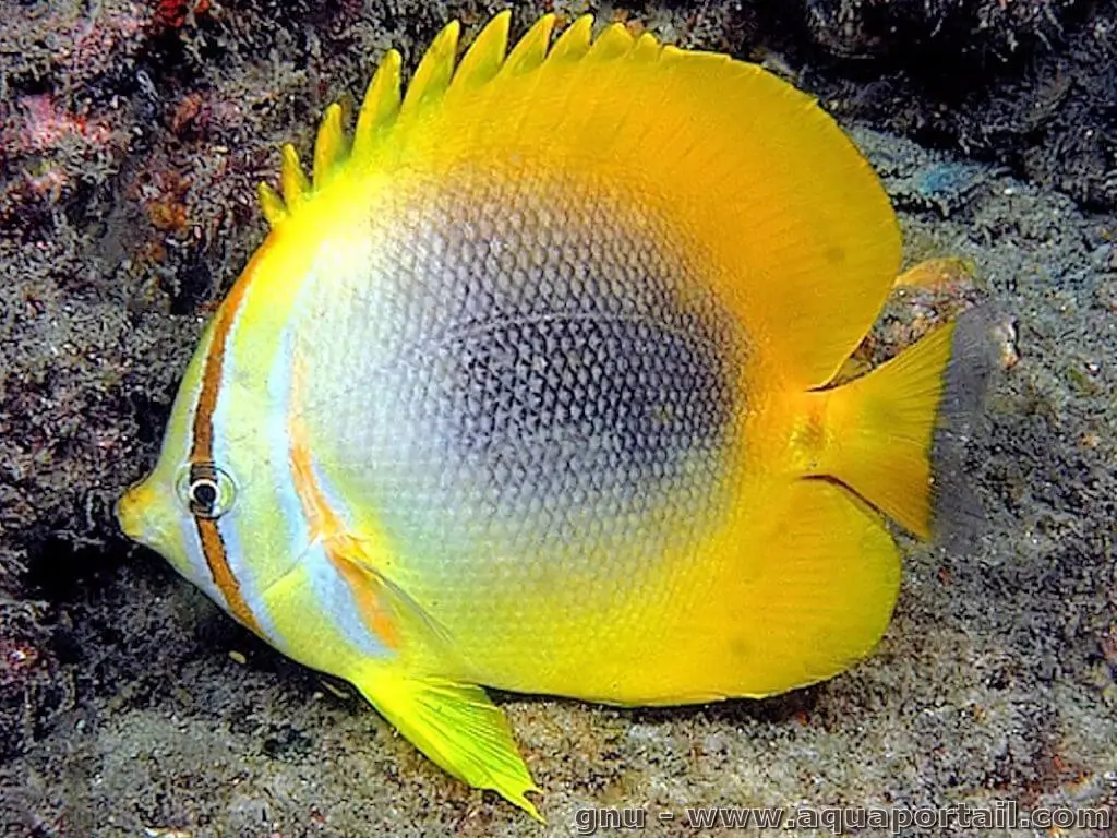 Chaetodon aureofasciatus Chaetodon aureofasciatus