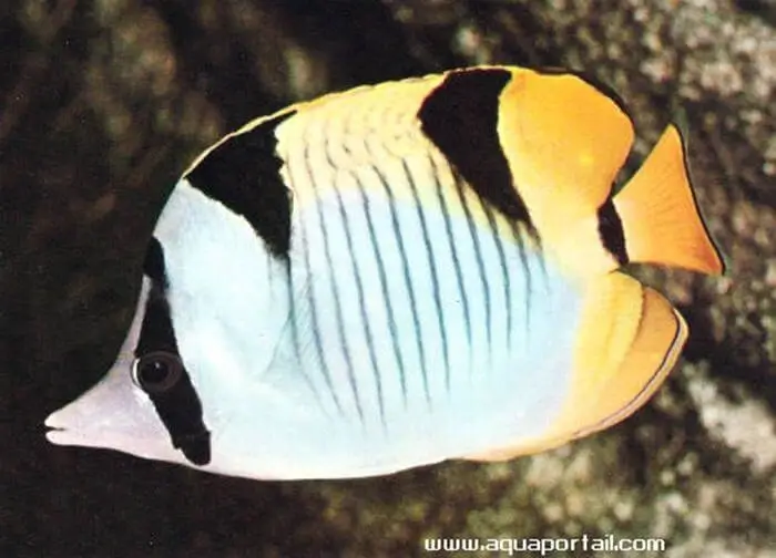 Chaetodon falcula Chaetodon falcula