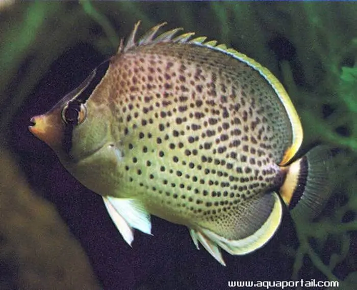 Chaetodon guttatissimus Chaetodon guttatissimus