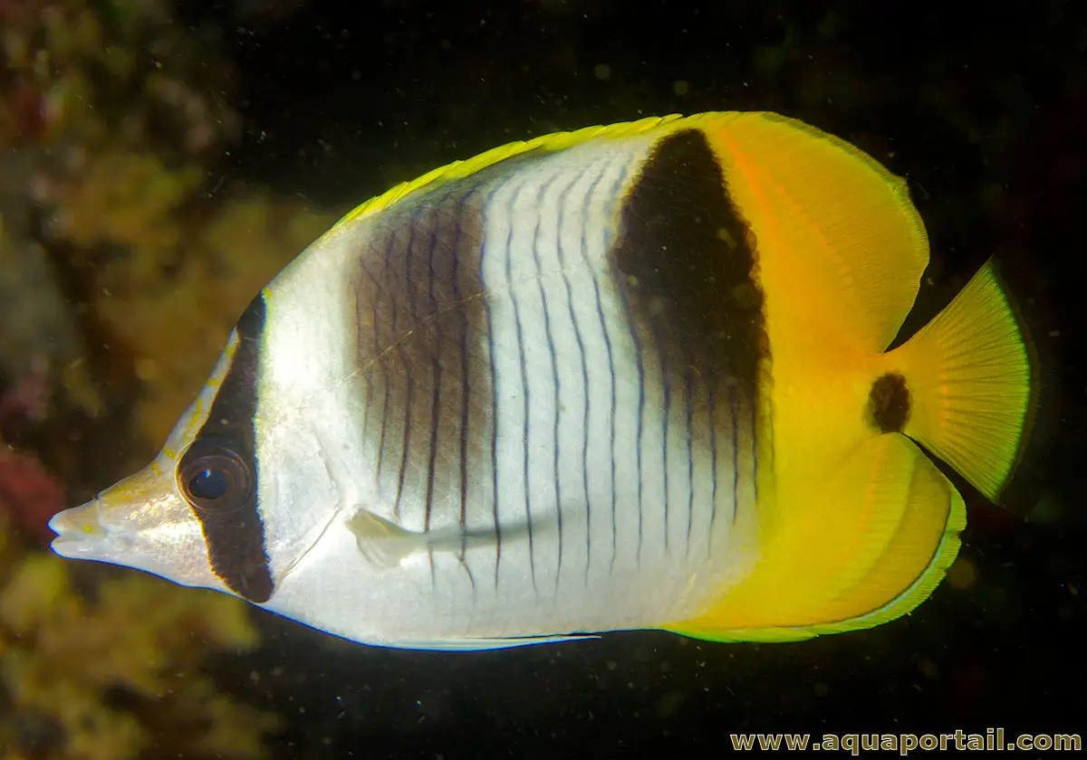 Chaetodon ulietensis Chaetodon ulietensis