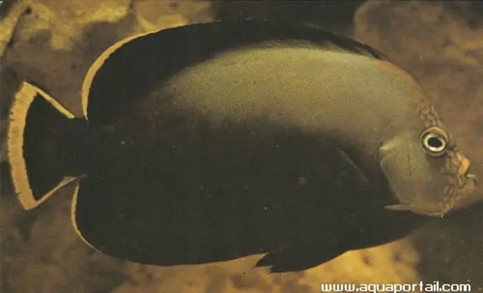 Chaetodontoplus melanosoma Chaetodontoplus melanosoma