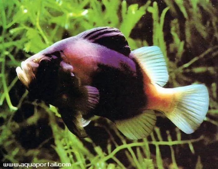 Diploprion bifasciatum Diploprion bifasciatum