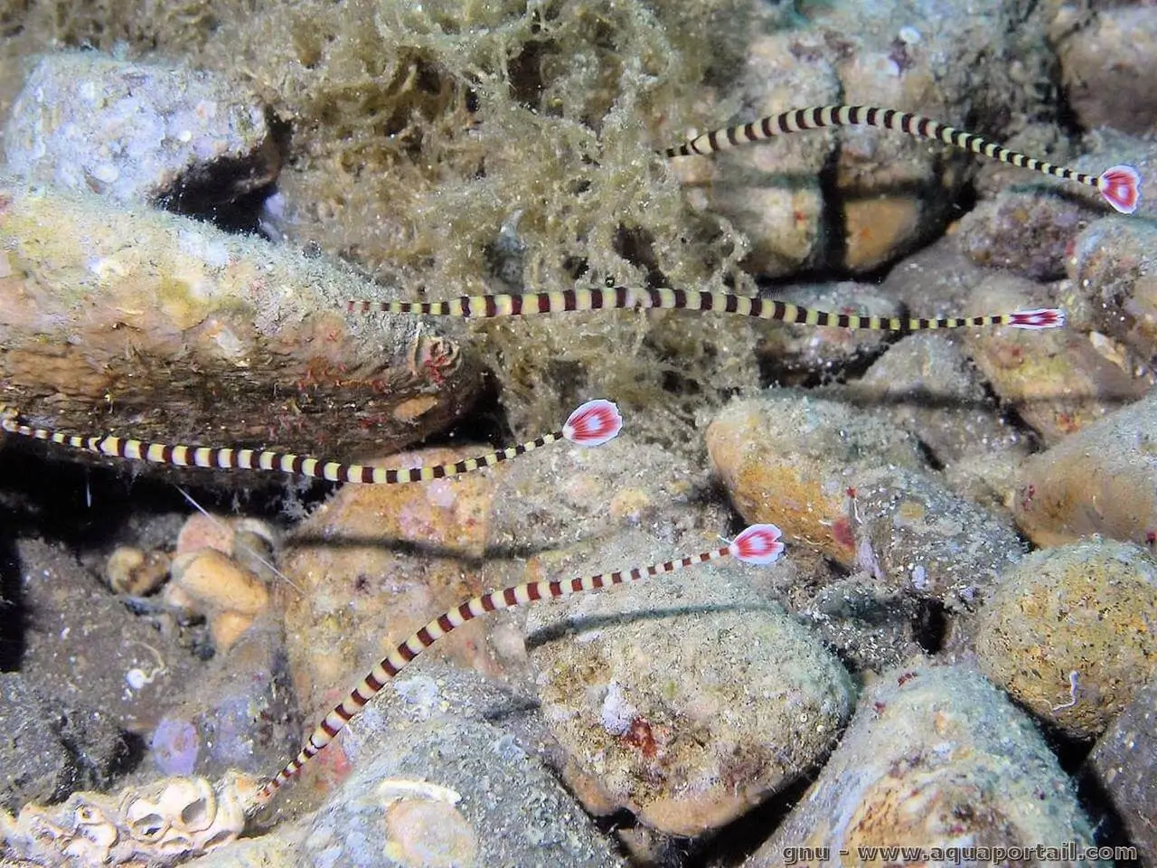 Doryrhamphus dactyliophorus Doryrhamphus dactyliophorus