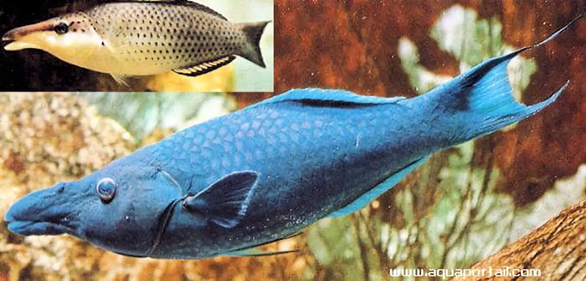 Gomphosus caeruleus Gomphosus caeruleus