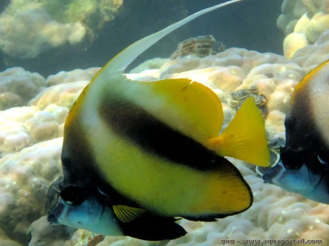 Heniochus intermedius Heniochus intermedius
