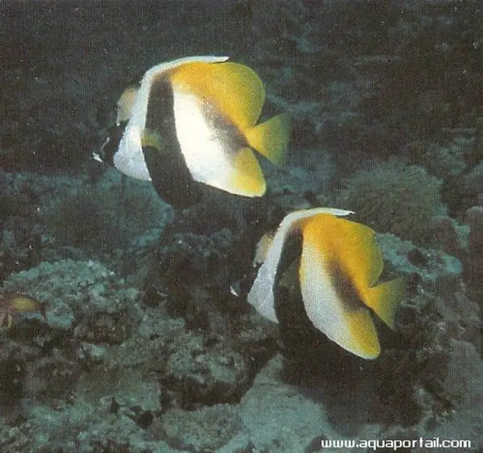 Heniochus monoceros Heniochus monoceros