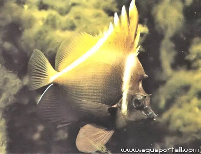Heniochus varius Heniochus varius
