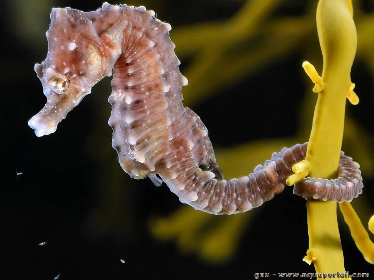 Hippocampus hippocampus Hippocampus hippocampus