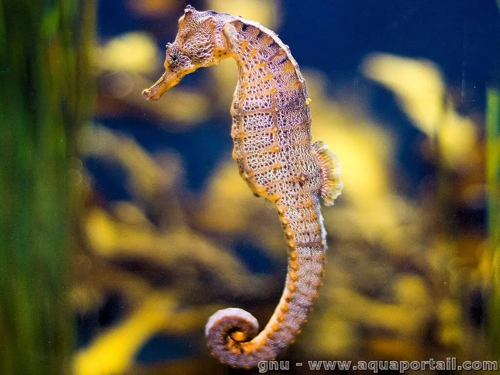 Hippocampus ingens Hippocampus ingens