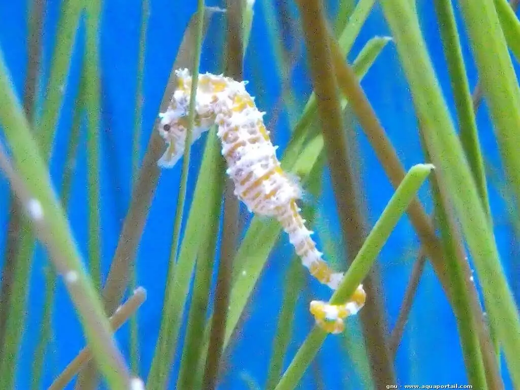 Hippocampus zosterae Hippocampus zosterae