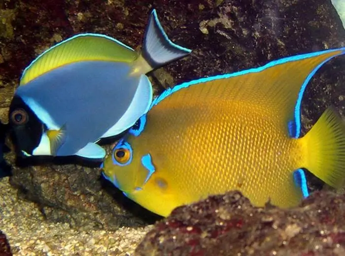 Holacanthus ciliaris Holacanthus ciliaris