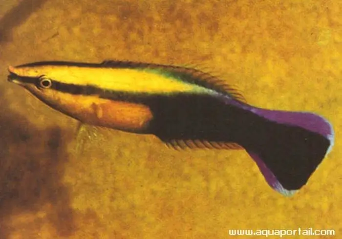Labroides phthirophagus Labroides phthirophagus