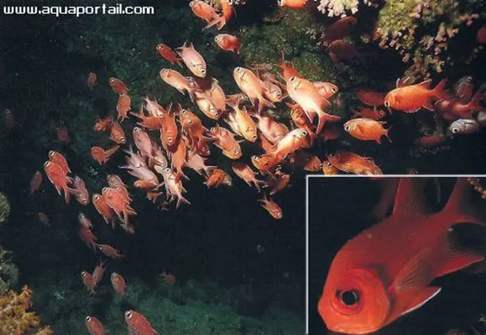 Myripristis pralinia Myripristis pralinia