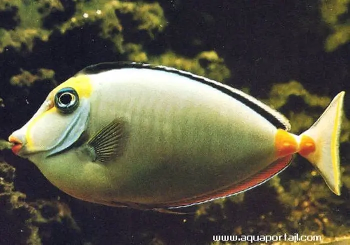 Naso lituratus Naso lituratus