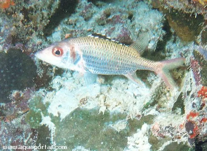 Neoniphon opercularis Neoniphon opercularis
