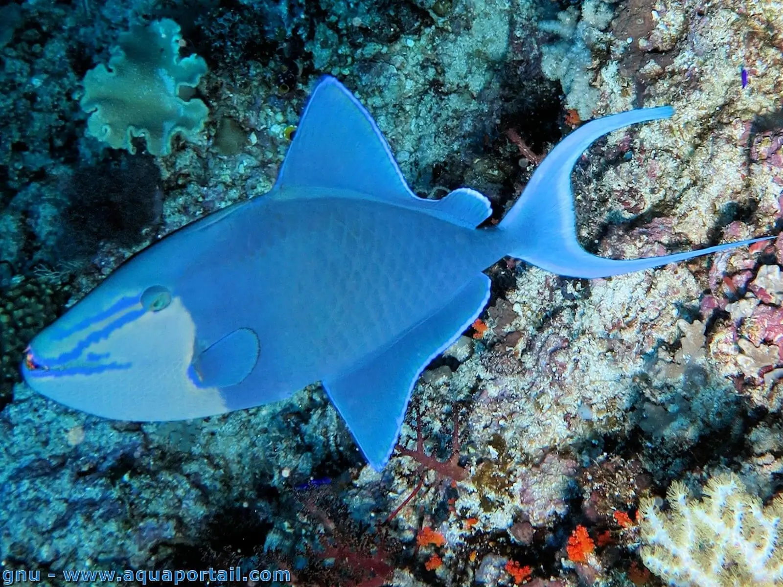 Odonus niger Odonus niger