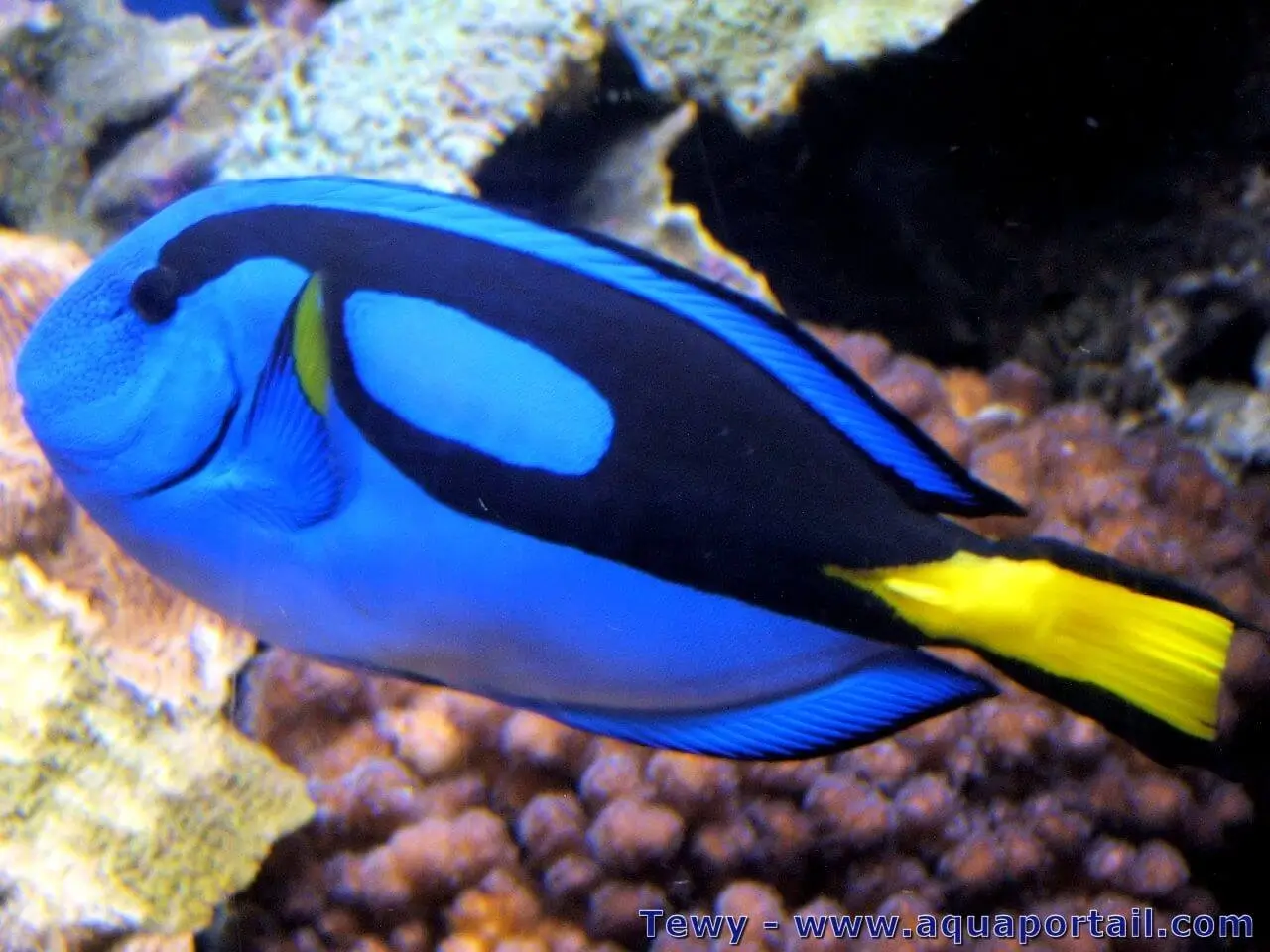 Paracanthurus hepatus Paracanthurus hepatus