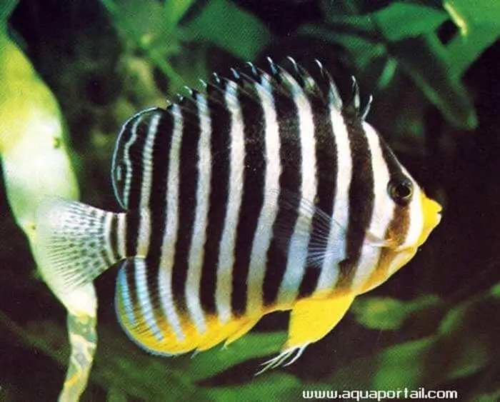 Paracentropyge multifasciata Paracentropyge multifasciata