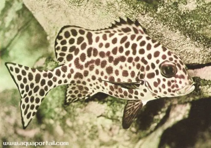 Plectorhinchus chaetodonoides Plectorhinchus chaetodonoides