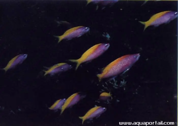 Pseudanthias evansi Pseudanthias evansi