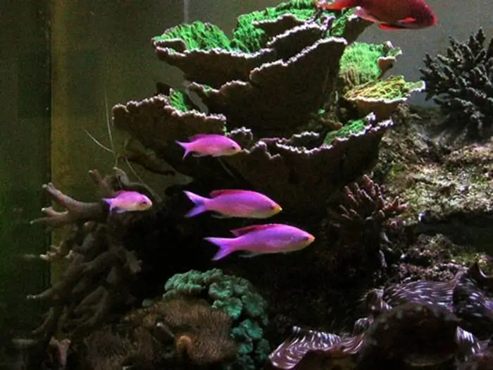 Pseudanthias tuka Pseudanthias tuka