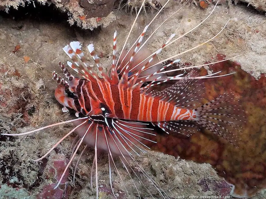 Pterois antennata Pterois antennata