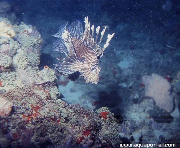 Pterois miles Pterois miles