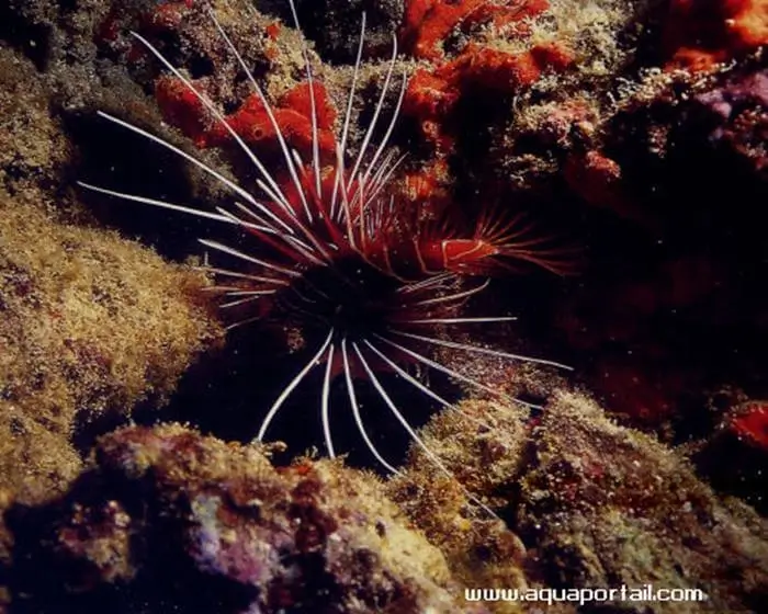 Pterois radiata Pterois radiata