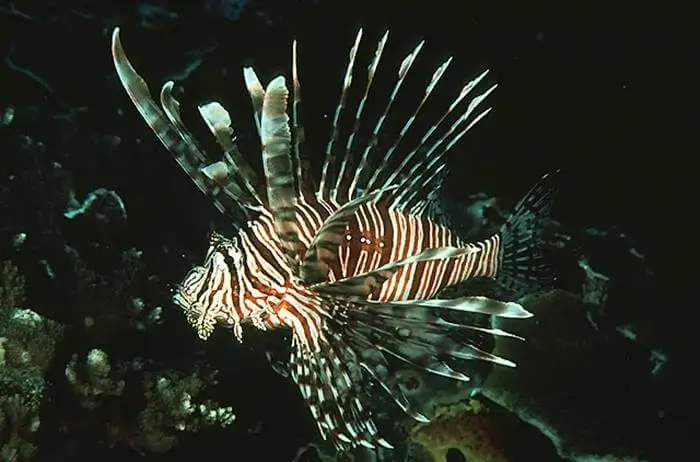 Pterois volitans Pterois volitans