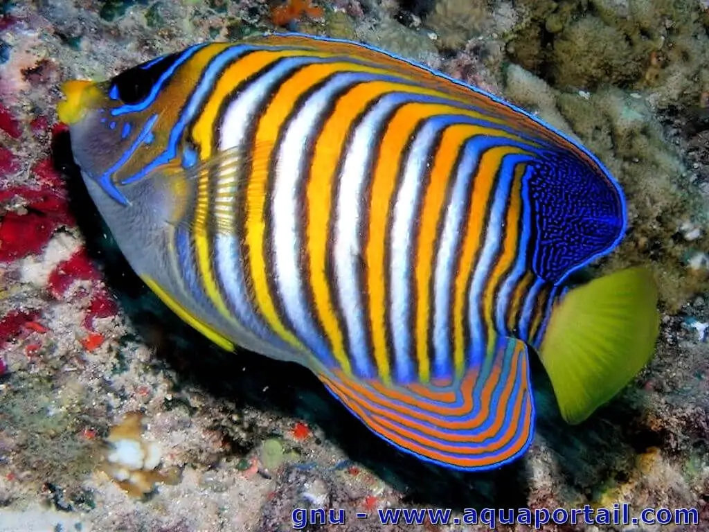 Pygoplites diacanthus Pygoplites diacanthus
