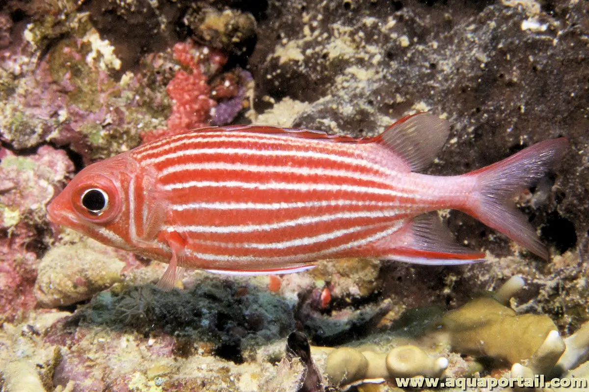 Sargocentron diadema Sargocentron diadema