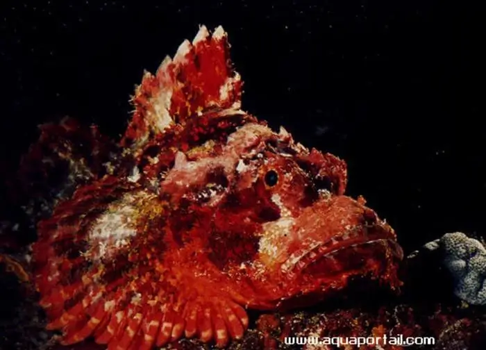 Scorpaenopsis cirrosa Scorpaenopsis cirrosa