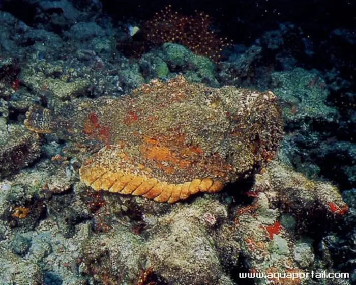 Synanceia verrucosa Synanceia verrucosa