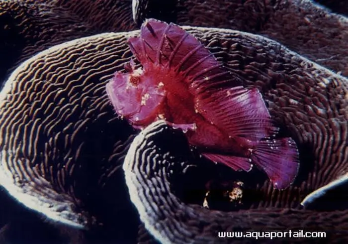 Taenionotus triacanthus Taenionotus triacanthus
