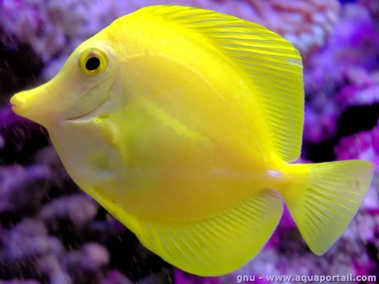 Zebrasoma flavescens Zebrasoma flavescens